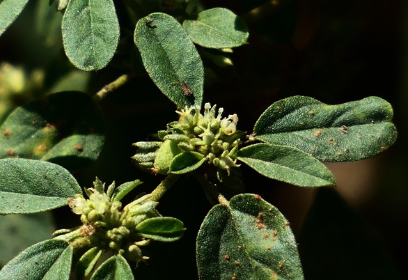 {Croton lindheimerianus}